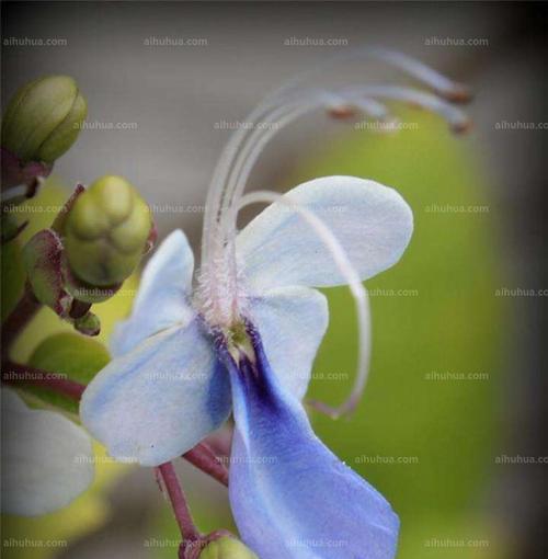 蓝蝴蝶花语与美丽的寓意（揭秘蓝蝴蝶花的神秘语言）