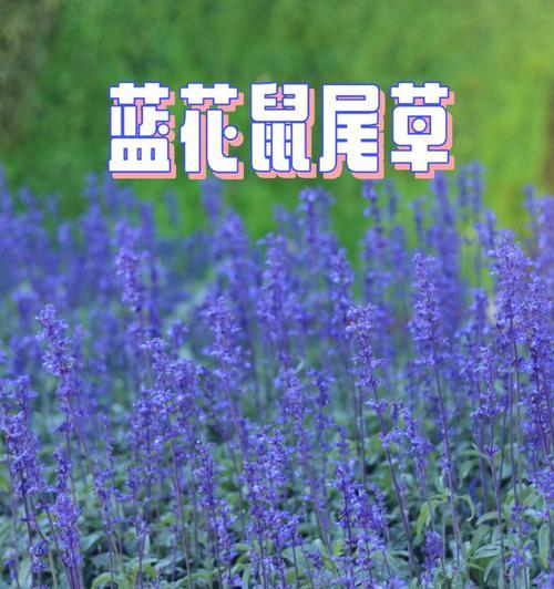 蓝花鼠尾草花语与其美丽传说（揭开蓝花鼠尾草花语之谜）