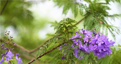 蓝花楹的花语（傲立枝头的瑰丽蓝海）