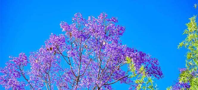 蓝花楹的花语及象征意义（探究蓝花楹的美丽与内涵）