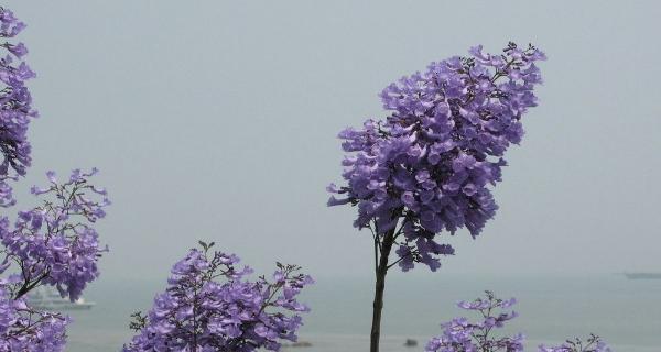 蓝花楹的花语及象征意义（探究蓝花楹的美丽与内涵）