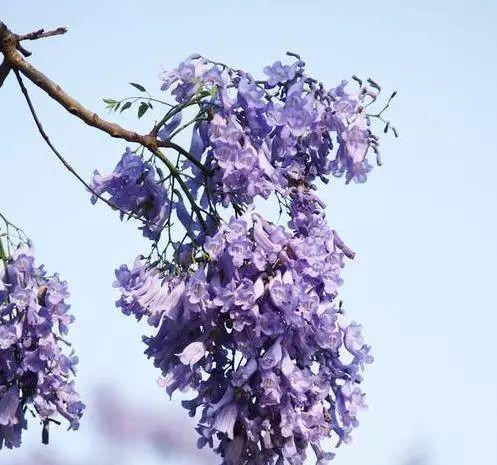 蓝花楹花语（蓝花楹花语寓意及其文化背景解读）