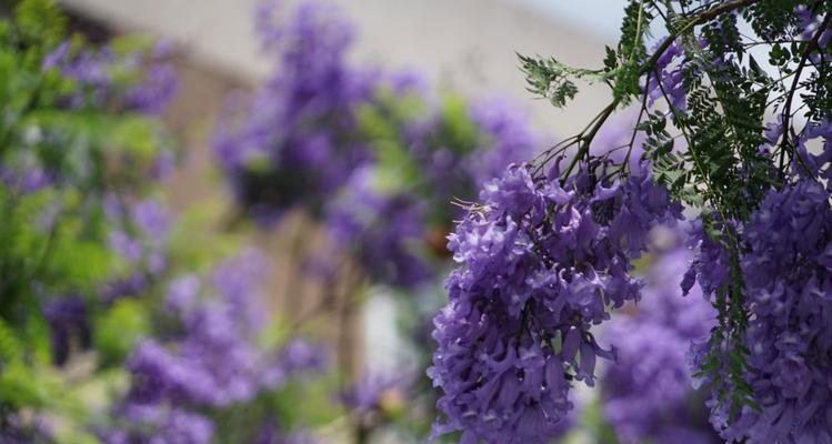 蓝花楹（探索蓝花楹的象征意义及生态保护之路）