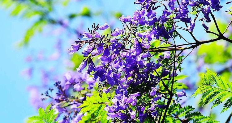 蓝花楹（探索蓝花楹的象征意义及生态保护之路）