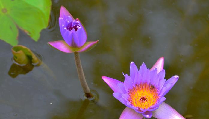 蓝莲花的象征意义及寓意解读（探索蓝莲花的文化内涵与生命哲学）