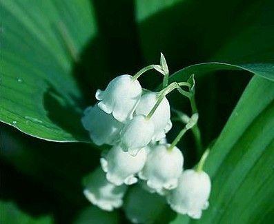 蓝铃花的花语与意义（美丽与希望）