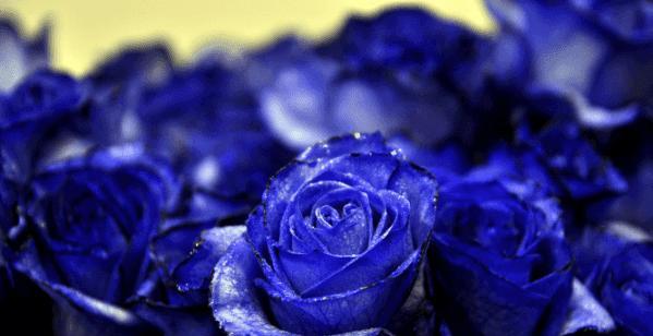 以蓝玫瑰代表的含义是什么（探索蓝玫瑰的隐含寓意）