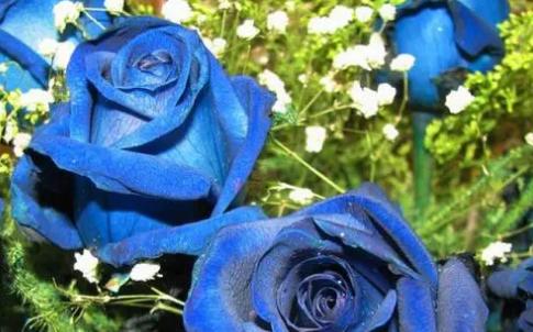 蓝玫瑰的神秘象征意义（探寻蓝玫瑰隐藏的深意）