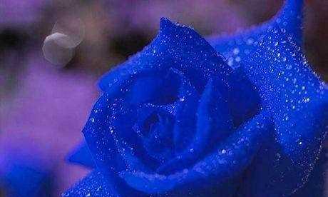 蓝玫瑰的含义与神秘之美（探索蓝玫瑰的象征意义及其独特魅力）