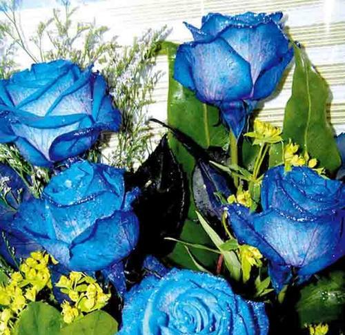 蓝玫瑰花语与寓意（探索蓝玫瑰的隐含诗意与美丽）