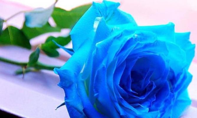 蓝玫瑰花语与寓意（探索蓝玫瑰的隐含诗意与美丽）