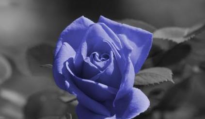蓝玫瑰的花语与意义（探究蓝玫瑰的象征意义）