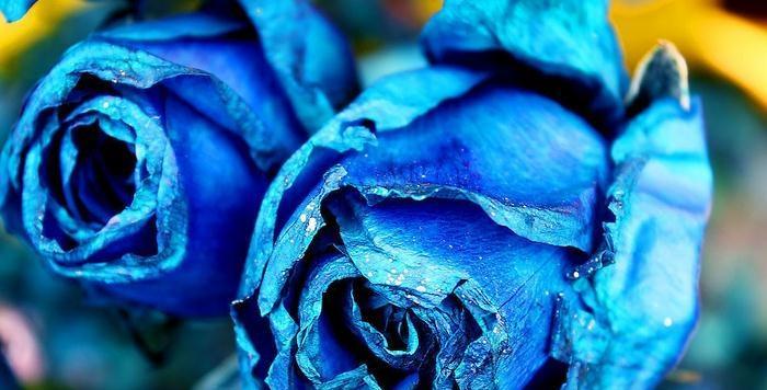 蓝玫瑰的寓意与象征（探寻蓝玫瑰的神秘之美）