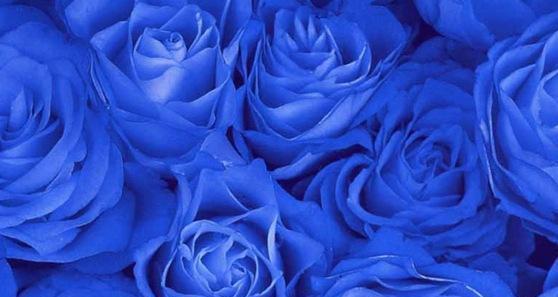 蓝玫瑰的寓意与象征（探寻蓝玫瑰的神秘之美）
