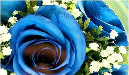 蓝玫瑰花的象征意义及美丽之谜（探究蓝玫瑰花的独特魅力与神秘色彩）
