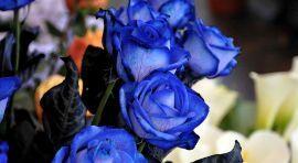 蓝玫瑰花的象征意义及美丽之谜（探究蓝玫瑰花的独特魅力与神秘色彩）