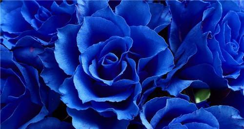 冰蓝玫瑰的花语与寓意（揭示冰蓝玫瑰的奥秘）