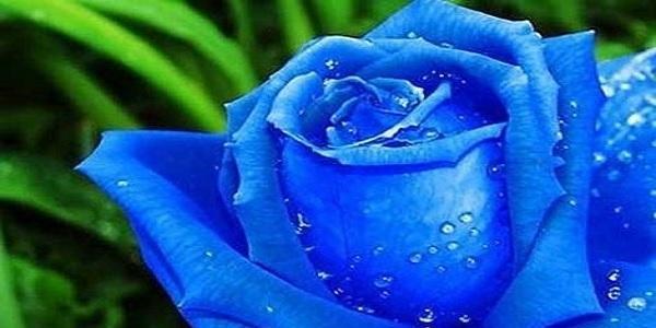 冰蓝玫瑰的花语与寓意（揭示冰蓝玫瑰的奥秘）