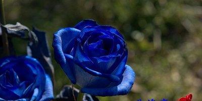 蓝玫瑰的花语及其意义（探索蓝玫瑰背后的秘密花语）