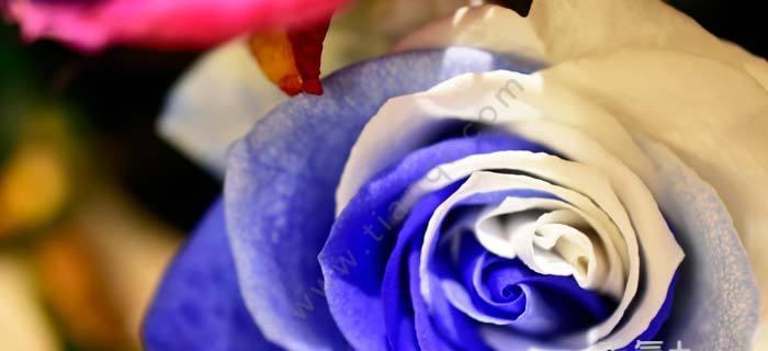 以蓝玫瑰花语为主题的深层含义（揭秘蓝玫瑰的神秘花语与象征意义）
