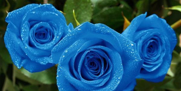 以蓝玫瑰花语为主题的深层含义（揭秘蓝玫瑰的神秘花语与象征意义）