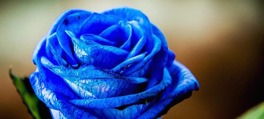 蓝色玫瑰（探寻蓝色玫瑰的传奇魅力）