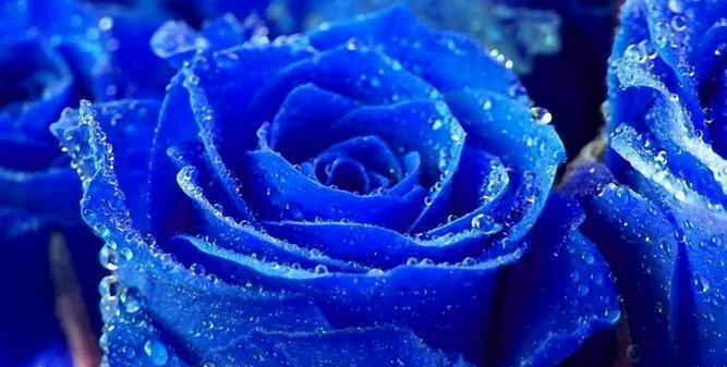 蓝玫瑰的象征与意义（探索蓝玫瑰的神秘与美丽）