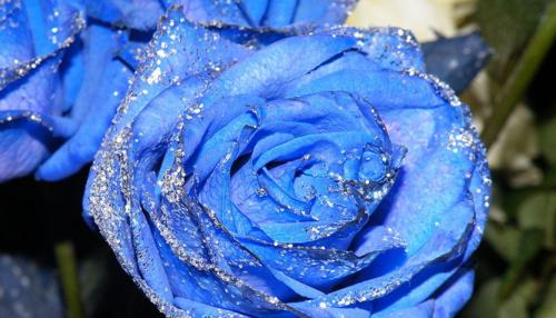 以蓝玫瑰的寓意与象征意义（解读蓝玫瑰的神秘之美）