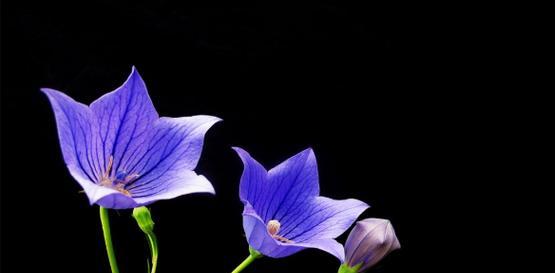 蓝色桔梗花的花语及象征意义（揭示蓝色桔梗花的神秘花语和情感表达方式）