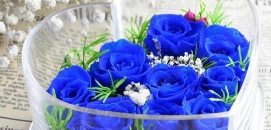 蓝色玫瑰的花语（探索蓝色玫瑰的花语）