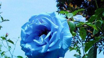 蓝色玫瑰的花语（探索蓝色玫瑰的花语）