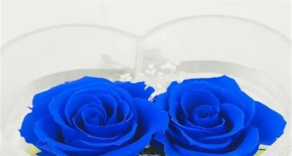 蓝色玫瑰花的花语（解读蓝色玫瑰的深意）