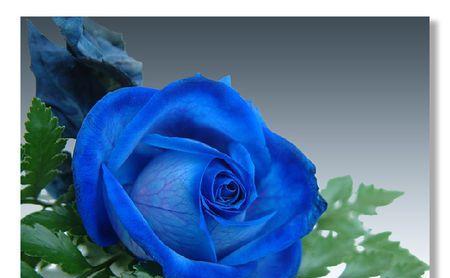 蓝色玫瑰花的意义与象征（解读蓝色玫瑰花的内涵与寓意）