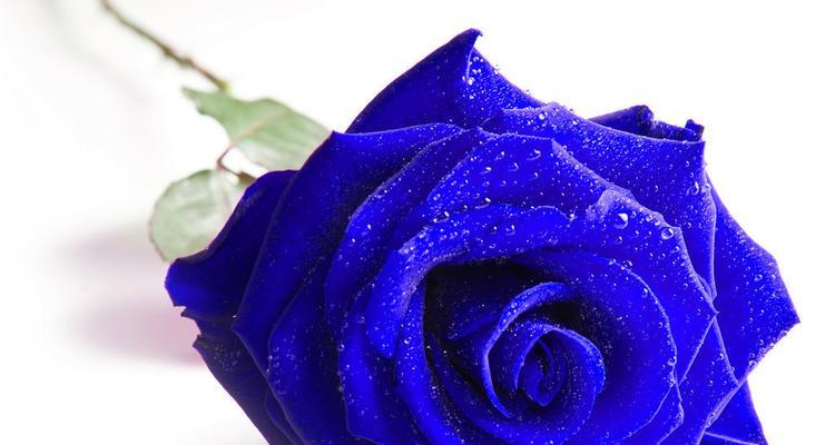 蓝色玫瑰花的意义与象征（解读蓝色玫瑰花的内涵与寓意）