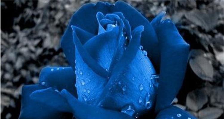 蓝色玫瑰花语（探索蓝色玫瑰花语的内涵与魅力）