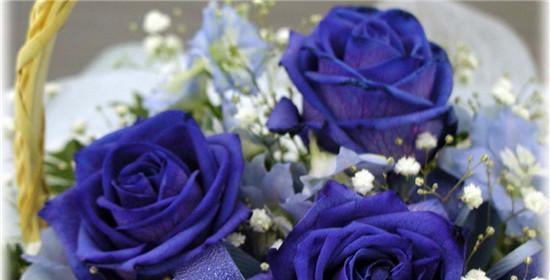 蓝色玫瑰花语与其神秘之美（探寻蓝色玫瑰的花语与象征意义）