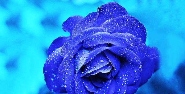 蓝色玫瑰花语的美丽寓意（蓝色玫瑰）
