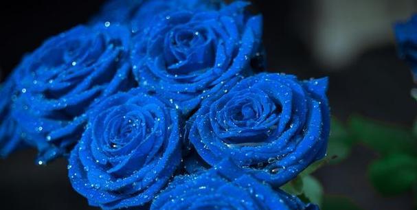 蓝色玫瑰的花语与含义（探寻蓝色玫瑰背后的情感世界）