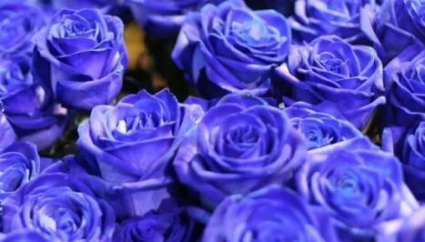 蓝色玫瑰的花语与含义（探寻蓝色玫瑰背后的情感世界）