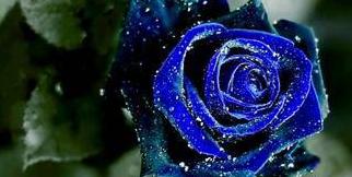 蓝色玫瑰的花语与意义（解读蓝色玫瑰的神秘与浪漫）
