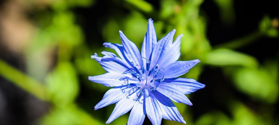 蓝色矢车菊花语的深意（探索蓝色矢车菊花语的含义）