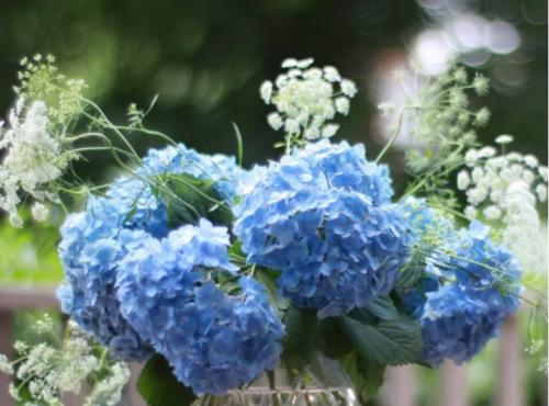 蓝色绣球花的花语（绽放在心底的梦幻之花）