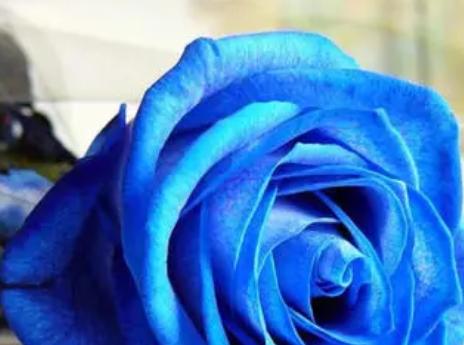 蓝色妖姬花的花语与象征意义（探寻蓝色妖姬花所传达的美丽与神秘）