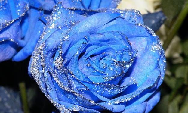蓝色妖姬玫瑰花的花语（揭秘蓝色妖姬玫瑰花的神秘花语及其寓意）