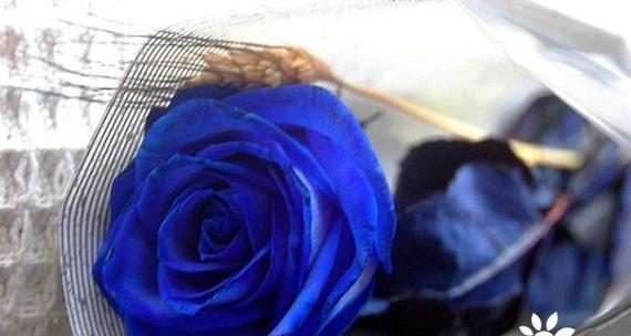 蓝色妖姬玫瑰花之神秘花语（解读蓝色妖姬玫瑰花的情感与意义）