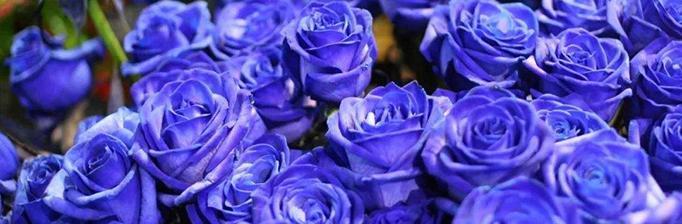 蓝色妖姬的花语与美丽传说（揭秘蓝色妖姬图片背后的花语之谜）