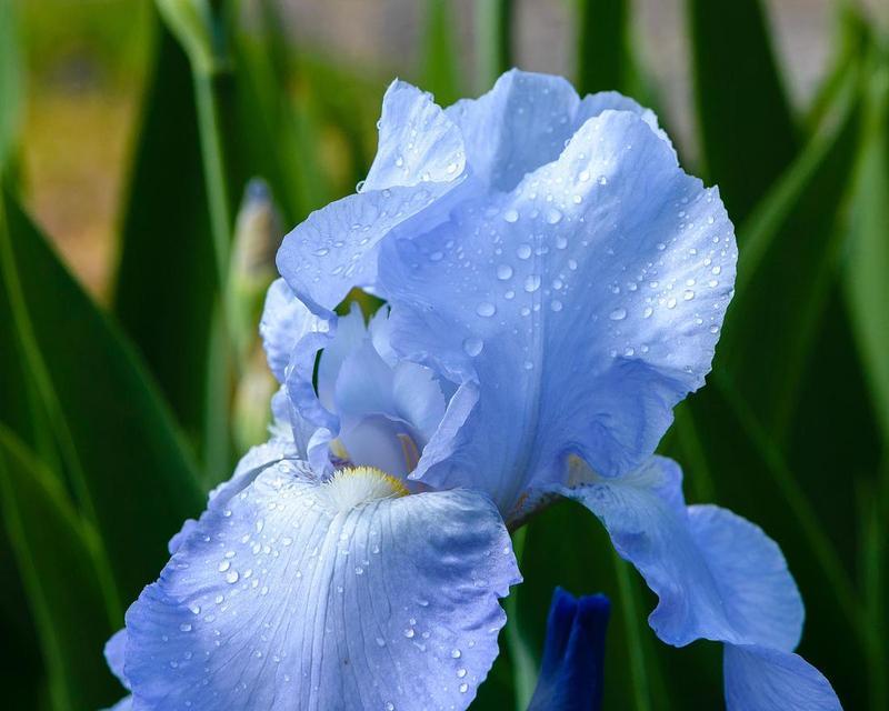 蓝色鸢尾花的象征与寓意（探索鸢尾花中的奥秘）