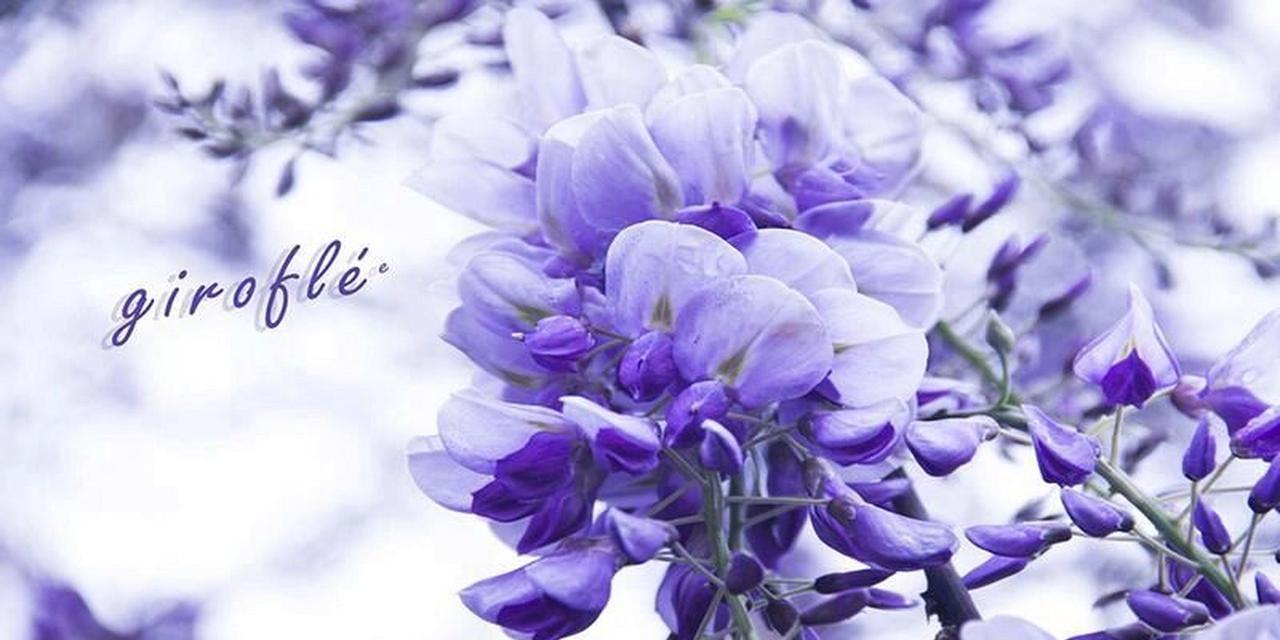 蓝色紫罗兰花语（探寻蓝色紫罗兰的美丽和意义）