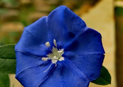 蓝星花的花语-寄托思念的浪漫之花（蓝星花的花语及其象征意义解读）