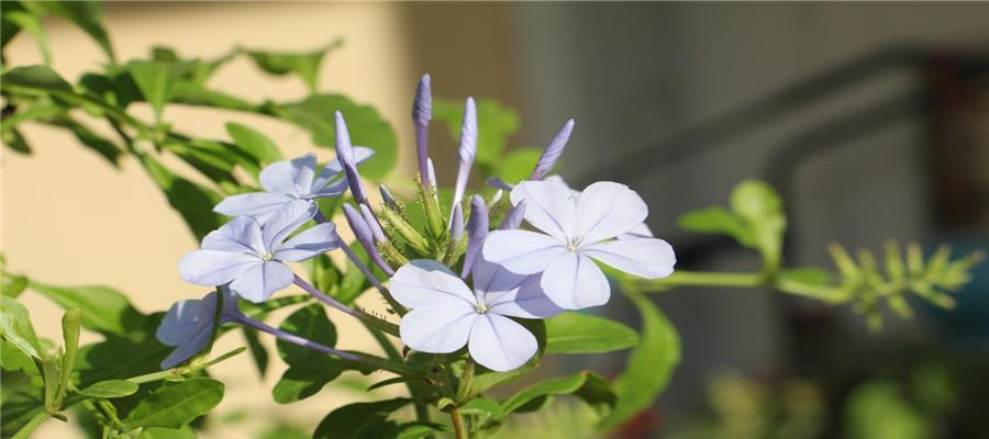 蓝雪花的花语与美丽传说（绽放于寒冷之中的奇迹）